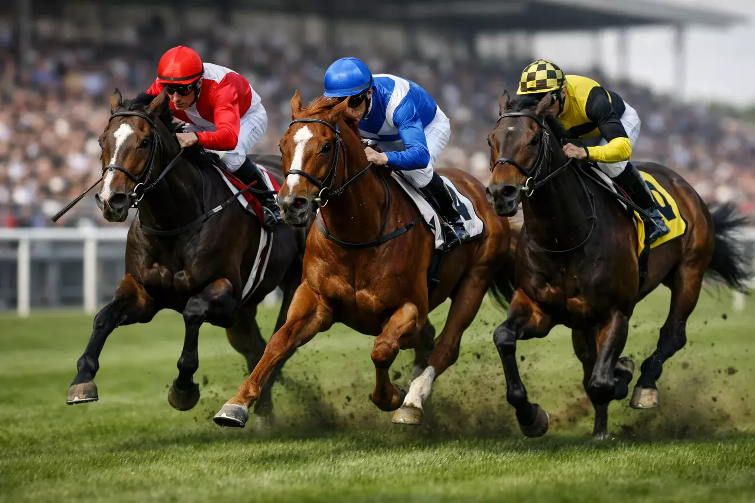 Galopprennen mit Jockeys auf der Zielgeraden einer Rennbahn