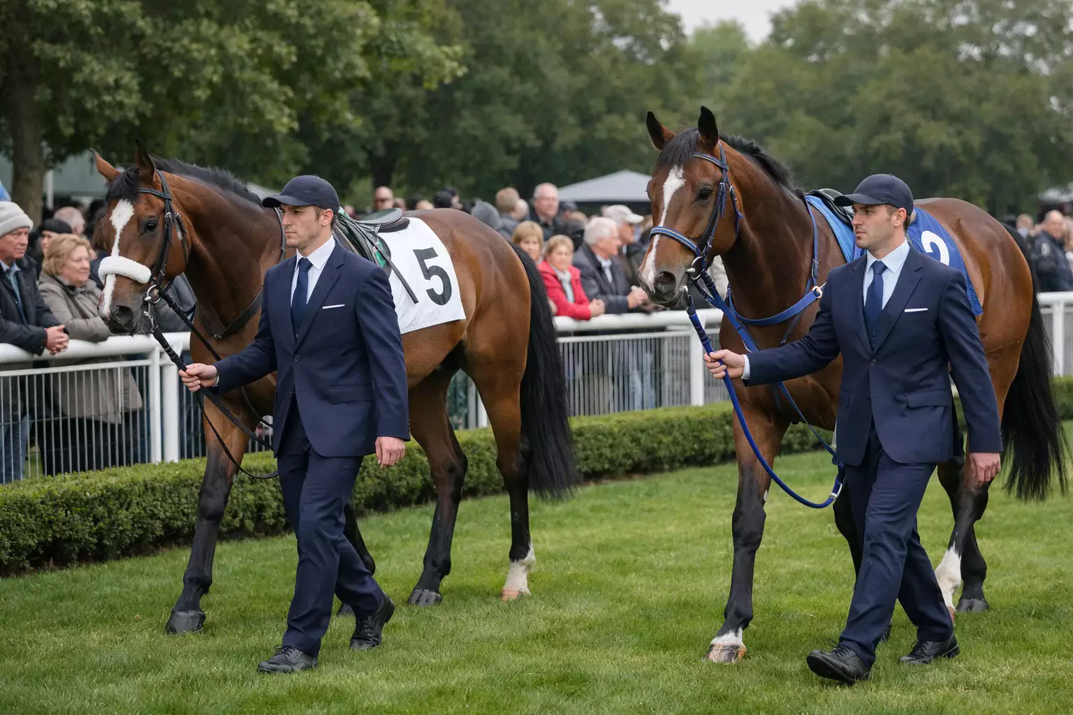 Pferde im Führring vor dem Rennen