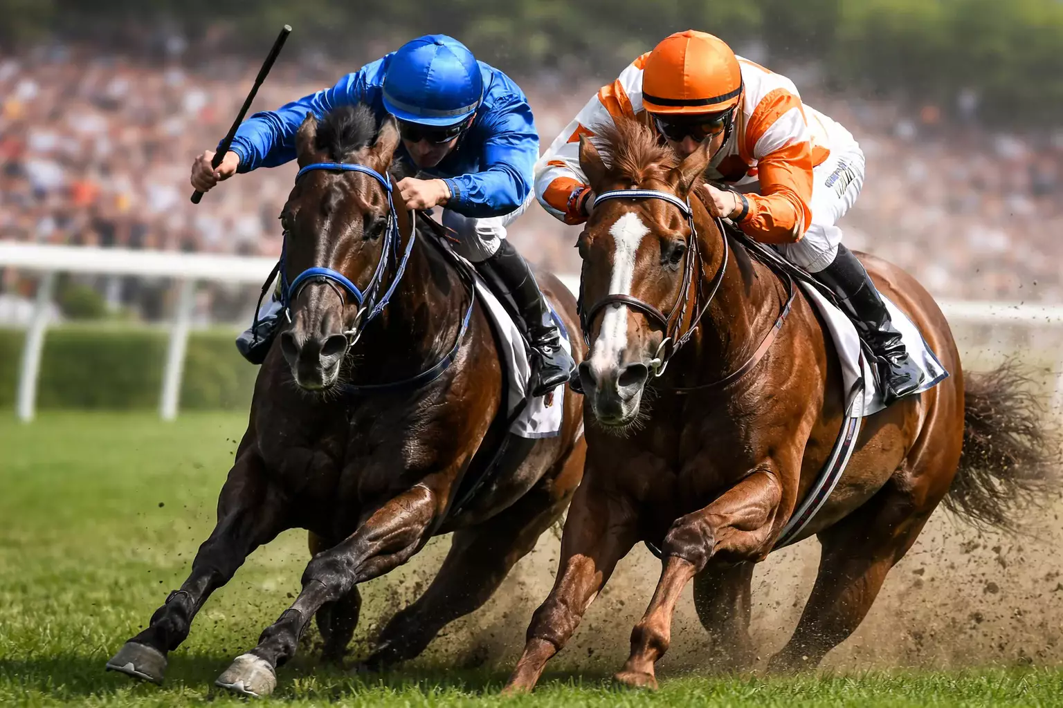 Zwei Pferde Kopf an Kopf auf der Zielgeraden